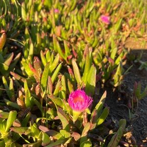 Meet your Posher, Kavya